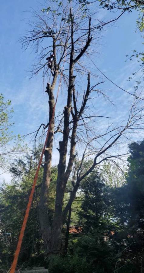 Climber high in a tall dead tree with a rigging line, taking it down in sections