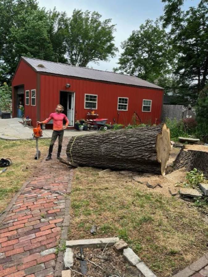 Worker beside a massive felled tree trunk section showing the size of the removal